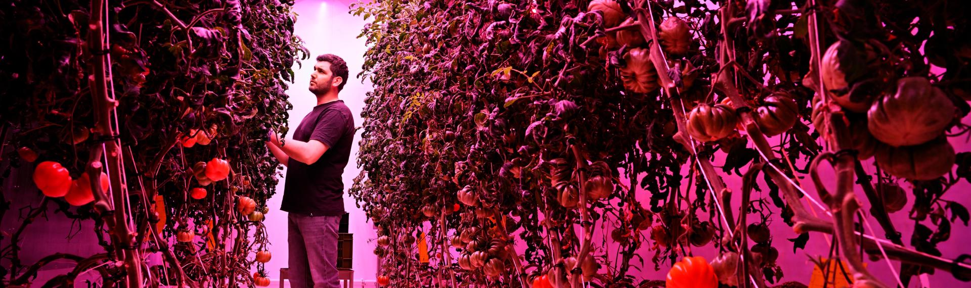 GrowWise uses vertical farming to grow tomatoes