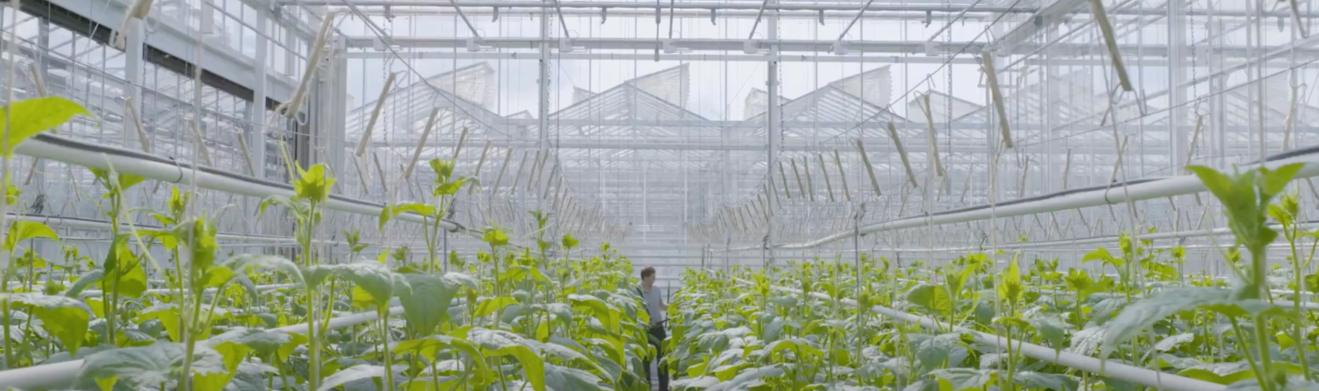 Rijk Zwaan: Groentezaden uit Brabant veroveren de wereld 